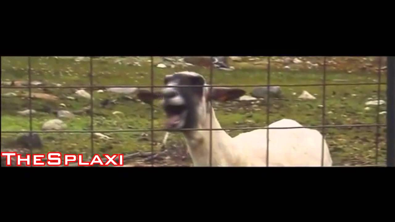 taylor swift i knew you were trouble goat edition youtube