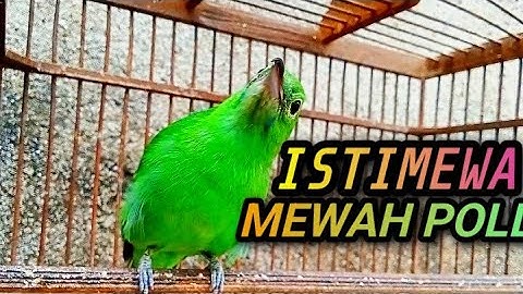 CUCAK IJO BETINA GACOR ISIAN MEWAH