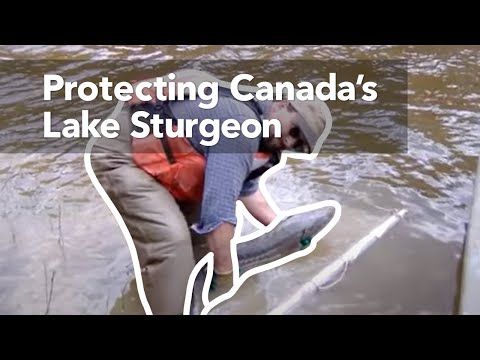 Protecting Canada's Lake Sturgeon