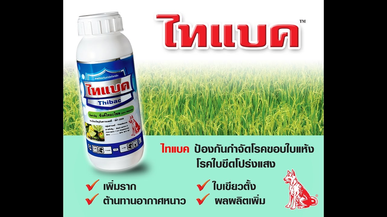 โรคข้าว ใช้ ไทแบค ตราหมาแดง สารป้องกันกำจัดโรคขอบใบแห้ง โรคใบขีดโปร่งแสง