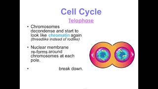 U3 3.2 Concept 3 Notes - Cell Cycle and Cancer 1.mp4