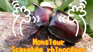 ［親子玩法文］獨角仙之歌（法文自編版）Chanson-Monsieur scarabée rhinocéros