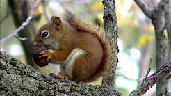 animal screensavers youtube