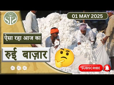 Aaj ka kapas ka bazar 🤔 || Cotton Market Price Today #youtube  #cotton