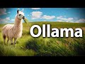 Ollama: Run LLMs Locally on your Computer