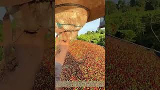 Dumping Harvested Berries: Tote‑Bag Bulk Unloading for Rural Spice Crop Transport