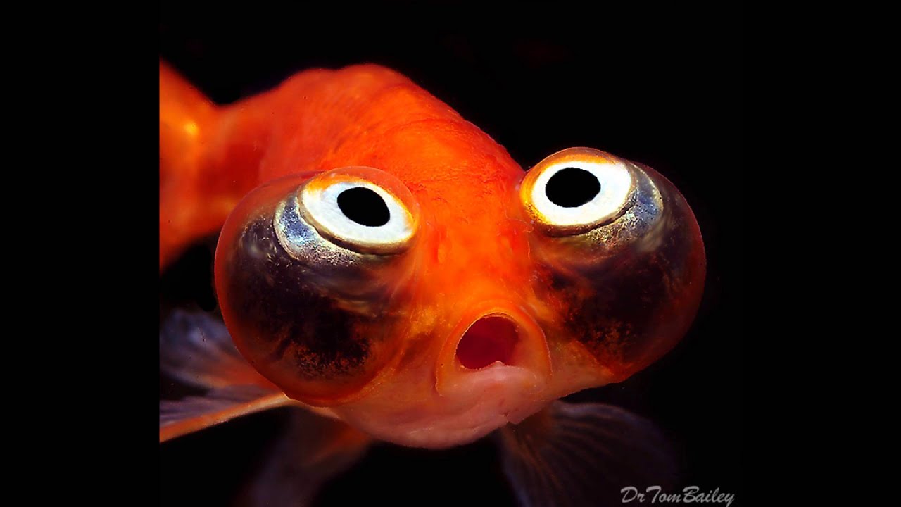 Какие глаза у рыб. Аквариумная рыбка телескоп Звездочет. Золотая рыбка пучеглазая. Телескоп Звездочет рыбка. Золотая рыбка Звездочет.