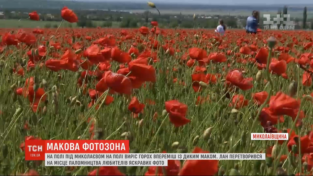 pole pid mikolayevom stalo populyarnim miscem dlya foto pislya togo yak tam zamist gorohu proris mak youtube plants outdoor pumpkin patch