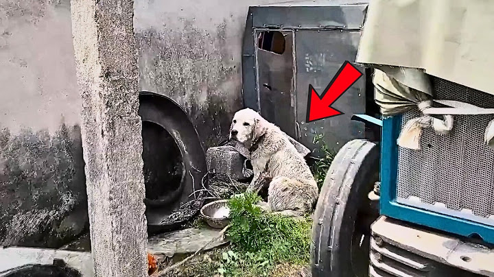 Forgotten by his owner and shunned by neighbors, the poor soul still hopes for his callous master.