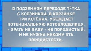 Был у меня муж породистый, кобель кобелëм. Анекдоты.