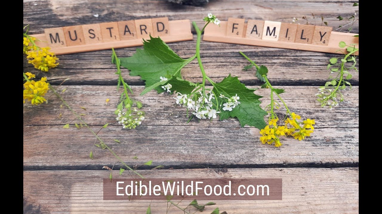 How to Identify Plants in the Mustard Family