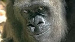 Every Time Kong Gets Disrespected In Godzilla Vs Kong