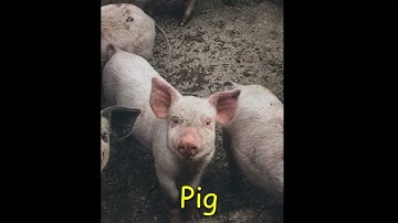 Pig Sound Effects - Oinking pig, Pig noises