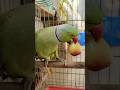 मिट्ठू बेर खा रहा है 🍋 #eating #parrot #shorts #viral #ytshorts