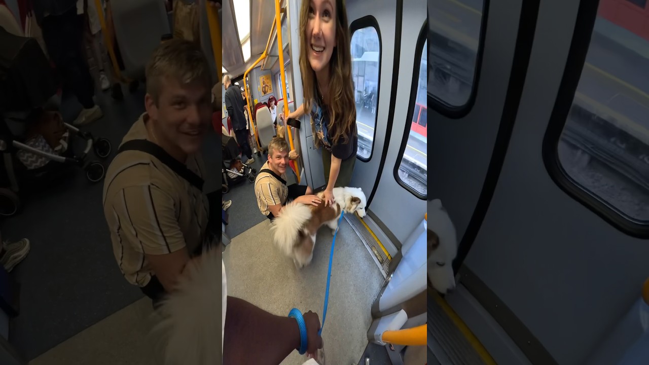 Train interactions with my dog!! 