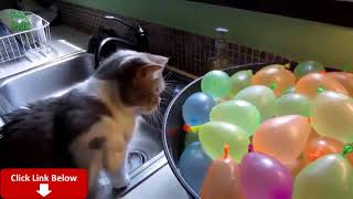 Funny Cats Compilation 14 ?