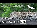 WILDwatch Live | 22 September 2020 | Afternoon Safari | Africa