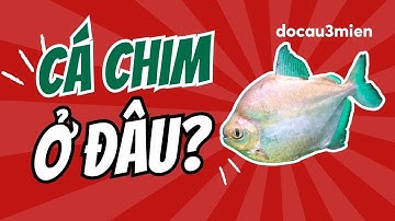 Mẹo Câu Cá Và Địa Điểm Câu Cá Chim | Đồ Câu 3 Miền