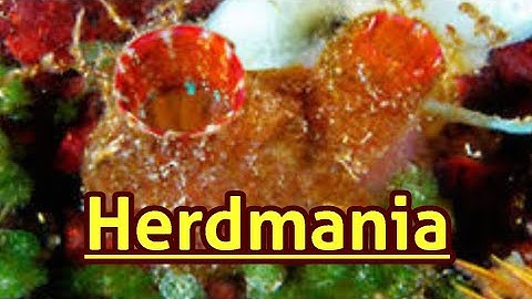 Herdmania (B Sc II Zoology)