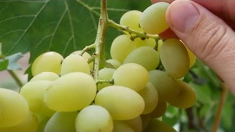 Wine Vineyard Grapes Stock Video