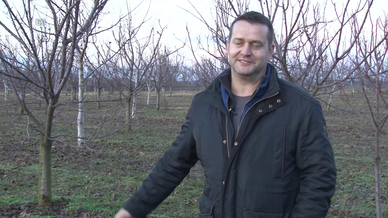 ORAH PLUS KAJSIJA - ISTI ZASAD  - kako da uspete - SADNJA - ISTINITA INFORMACIJA !