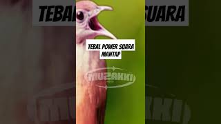 Download Lagu MASTERAN KAPAS TEMBAK 🕊️ #masteranburung #kapastembak ✨ #masteranterbaik 🐦 MP3