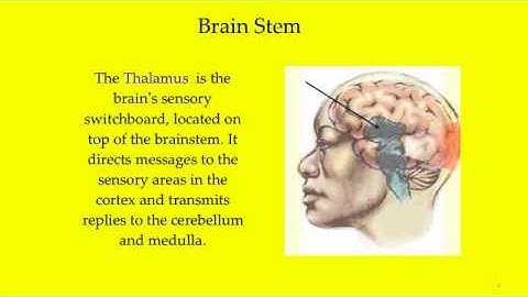 The Sub-Cortical Brain.mp4