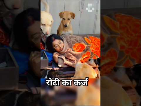 रोटी का कर्ज || #dog #animals #shorts
