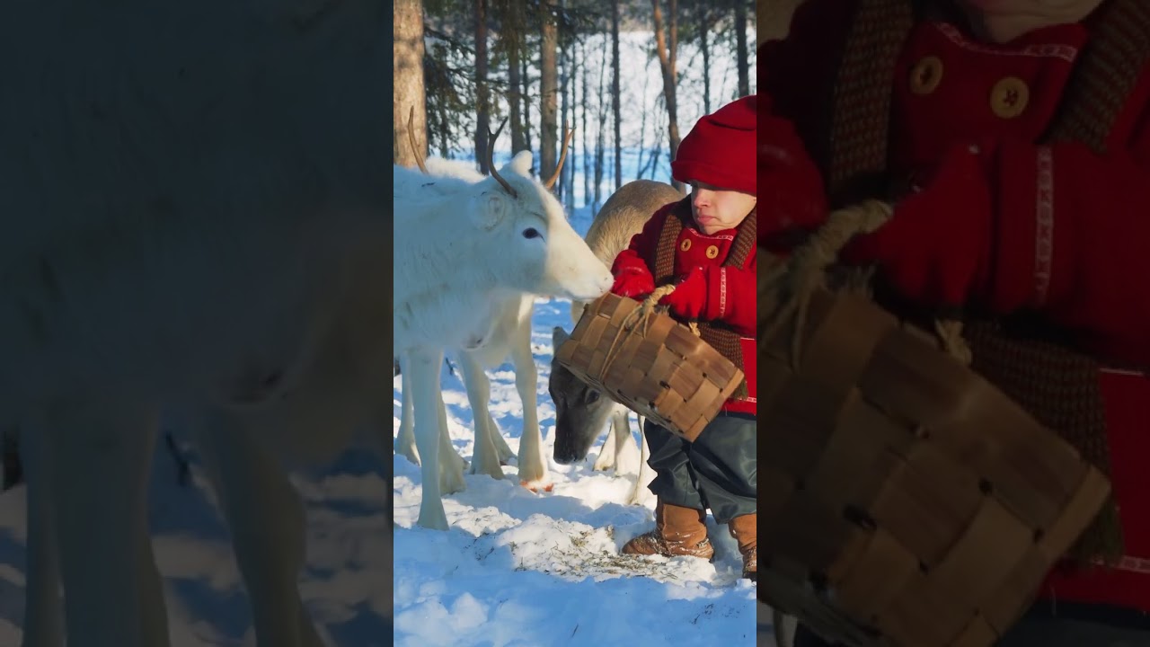 Kilvo Elf's funny joke about Santa's reindeer 🥰 Lapland for kids 