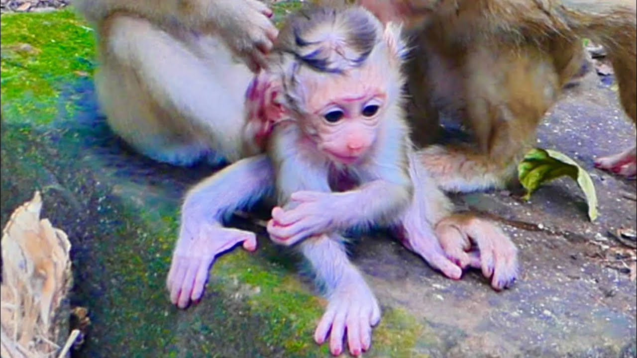 so cute baby monkey lovely mom monkey 