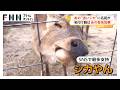 「やっぱり奈良公園のシカやん」迷いシカの命名式 奈良県知事が鹿せんべい2カ月分差し入れ「食べ慣れているかも」(2026年04月03日)