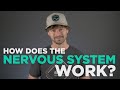 Understanding Human Perception and the Nervous System
