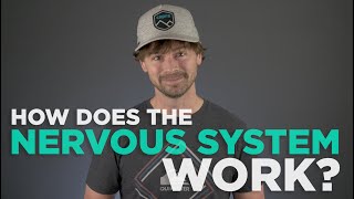 How Does the Nervous System Work?