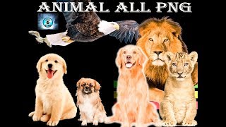all animal png photos