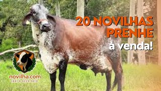 20 Novilhas De Alta Genética À Venda
