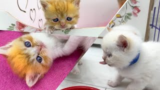 Kittens fight for mom cat's milk until they smell delicious pâté by Funny Kittens Video 1,287 views 2 weeks ago 2 minutes, 54 seconds