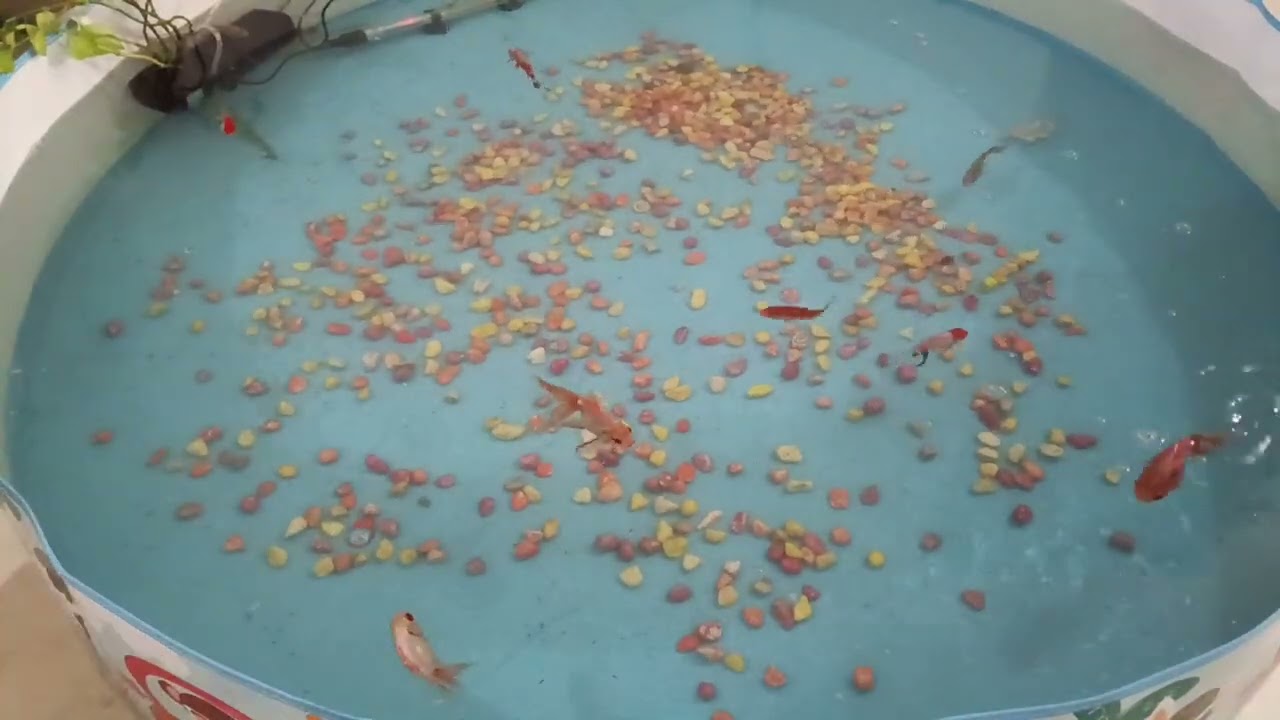 Last Option to Save my Fish from Fungus