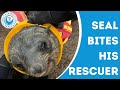 Seal bites his rescuer
