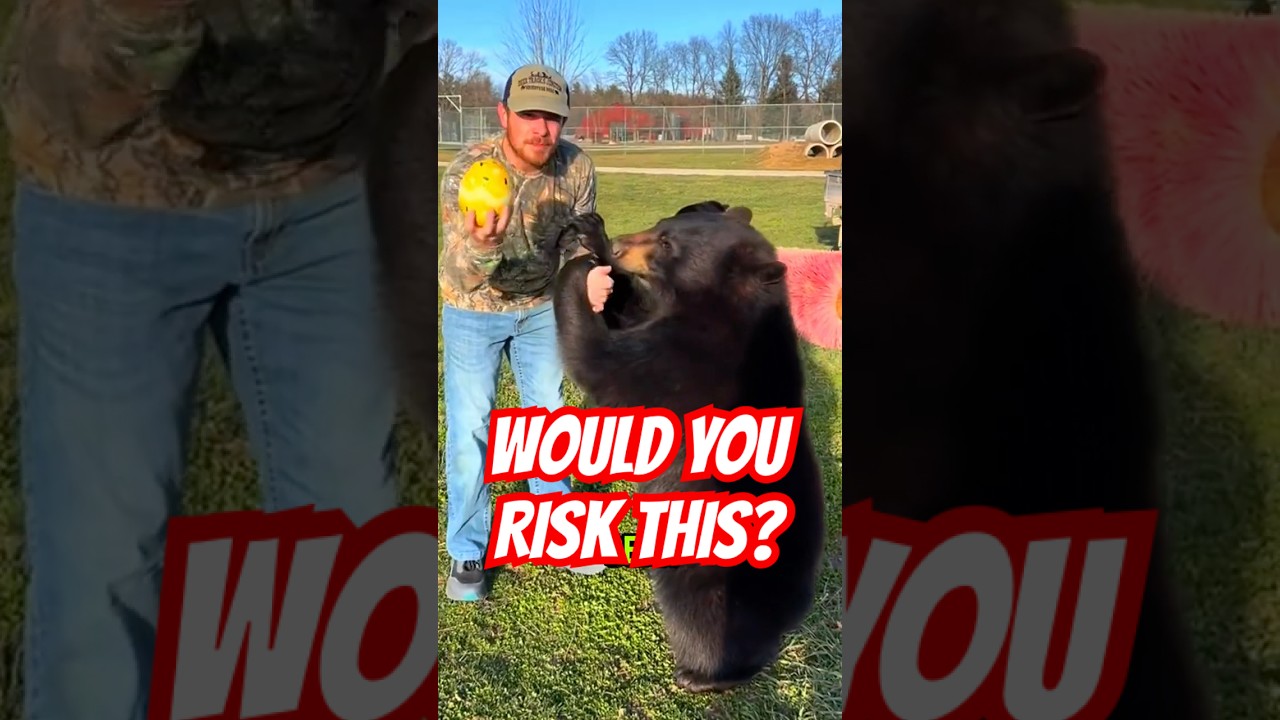 Is it possible to DOMESTICATE A BEAR?