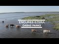Engures dabas parks / Wild cows swim by the Engure lake in Latvia. Nature Park - Engures Ezers