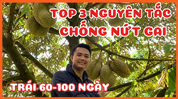 TOP 3 NGUYÊN TẮC CHỐNG NỨT GAI SẦU RIÊNG TRÁI 60-100 NGÀY BÀ CON CẦN LƯU Ý!