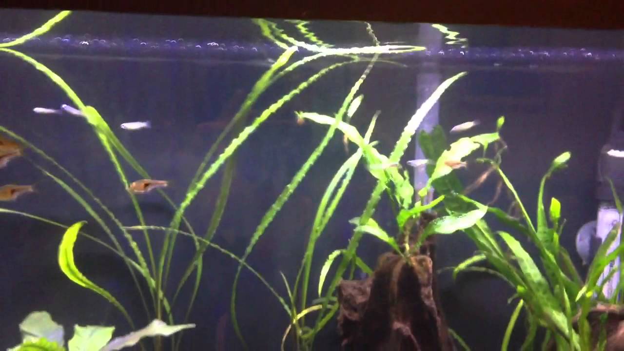 Narrow Wedge Rasbora and Normani Lampeyes - YouTube