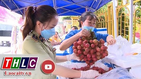 Hỗ trợ tiêu thụ vải thiều Bắc Giang tại Lào Cai| THLC