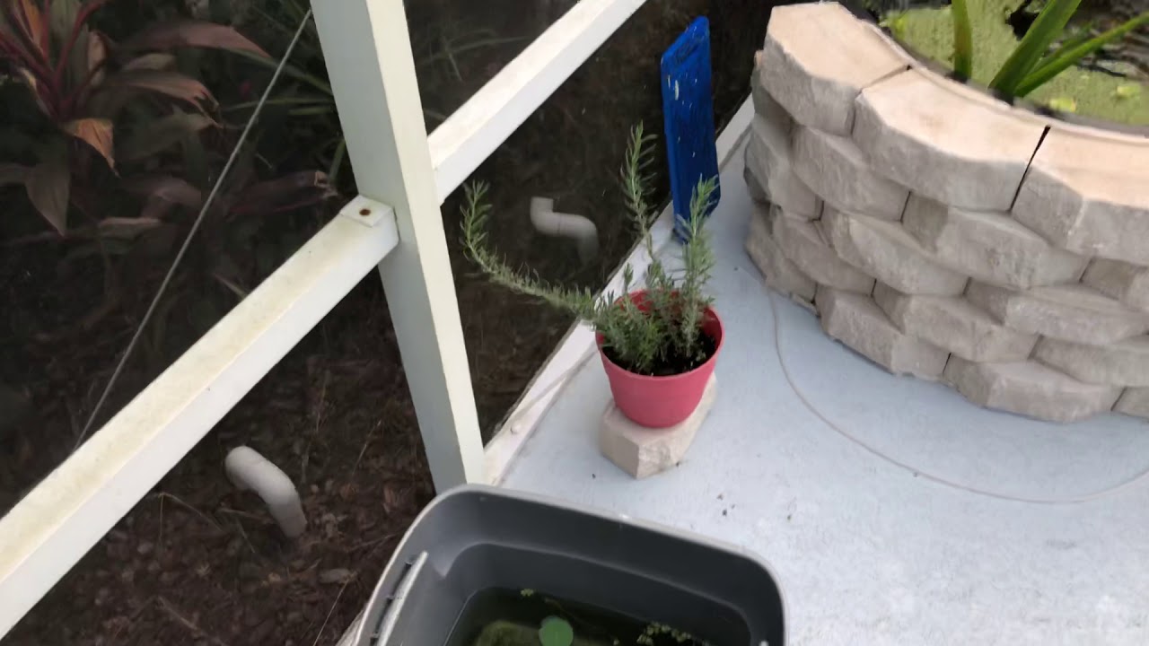 Water lily plant part two. Growing from a dying leaf. YouTube