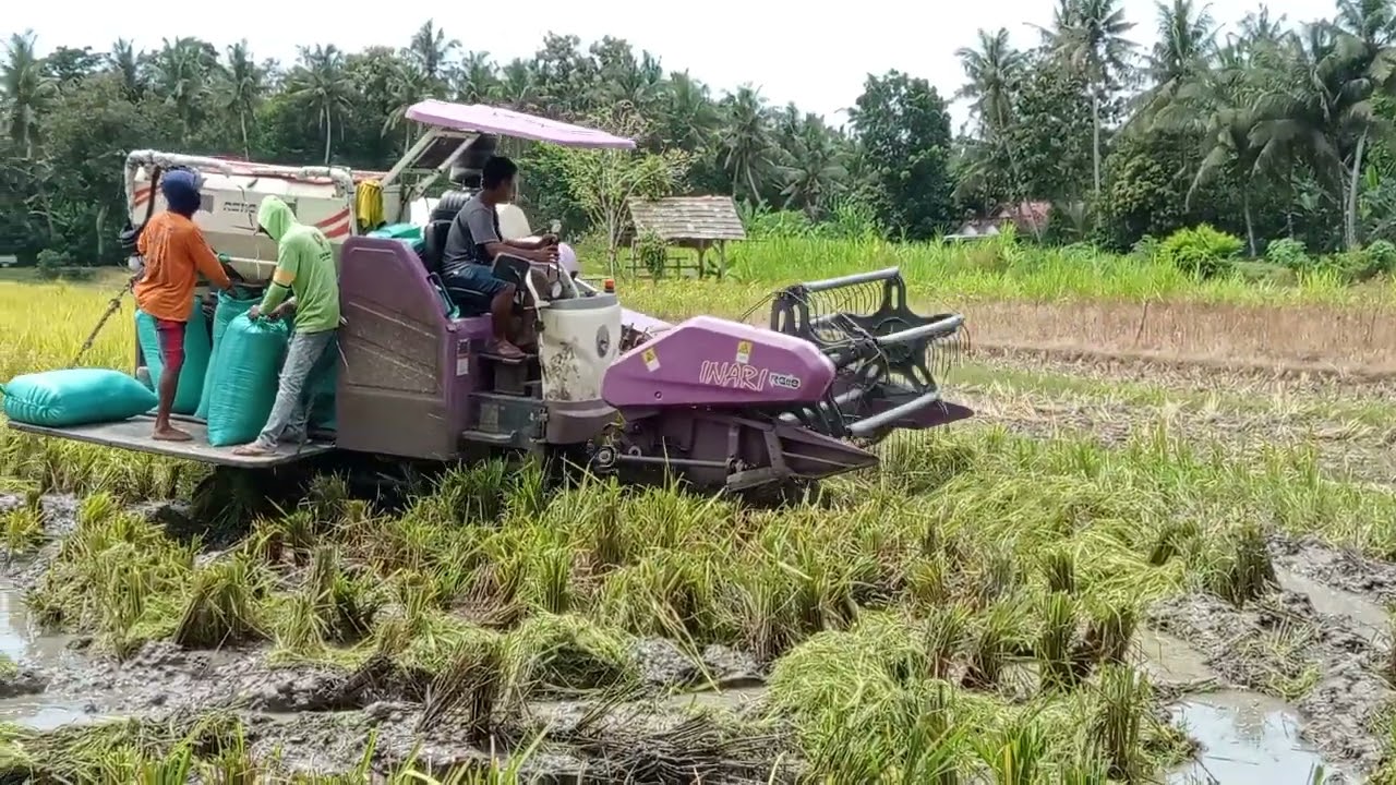 Panen padi 🌾🌾dengan combi👍