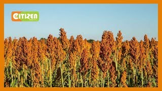 | SMART FARM | Sorghum value addition