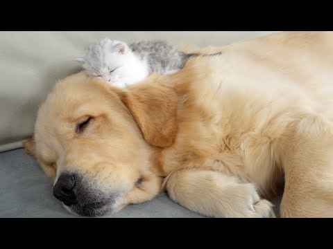 Cold Winter Kitten