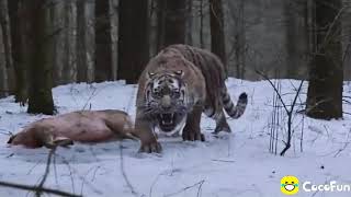 Ketika induk nya harimau mati ditembak manusia tetapi manusia tetap kasihan kepada anak harimau