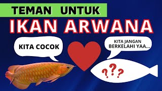 IKAN YANG COCOK UNTUK IKAN ARWANA | JENIS IKAN TANKMATE ARWANA #ikanhias #predatorfish #ikan