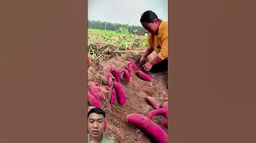 Bí Quyết Trồng Khoai Lang Siêu Củ #potato #vegetables